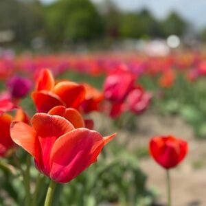 Meet your Posher, Suada